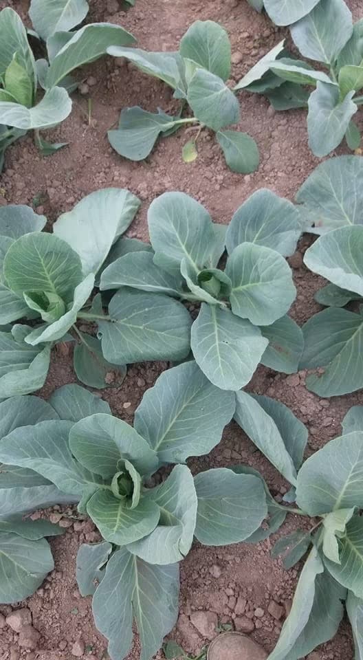 Clean cultivated rows of cabbage with heads forming at the centre of each plant, on dark soil
