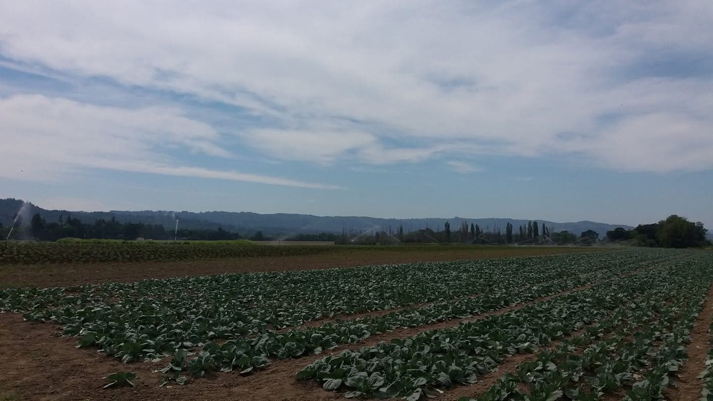 A cabbage block under irrigation, young plants set out in wide rows on dark soil