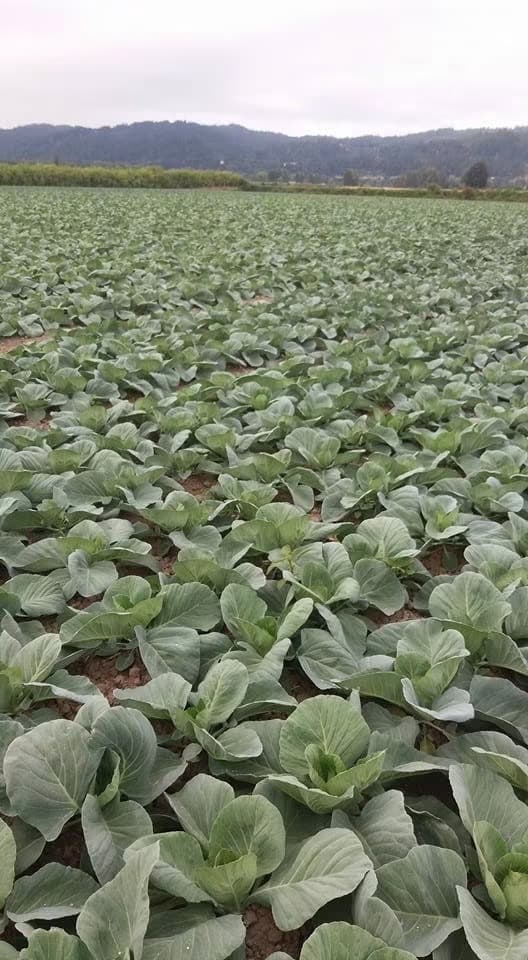 Rows of cabbage running away to a distant tree line under an overcast sky