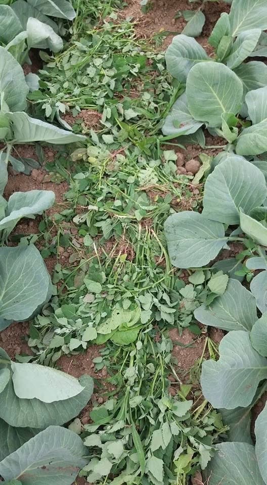 Cabbage rows with weeds newly cleared by hand and left lying on the soil between the plants