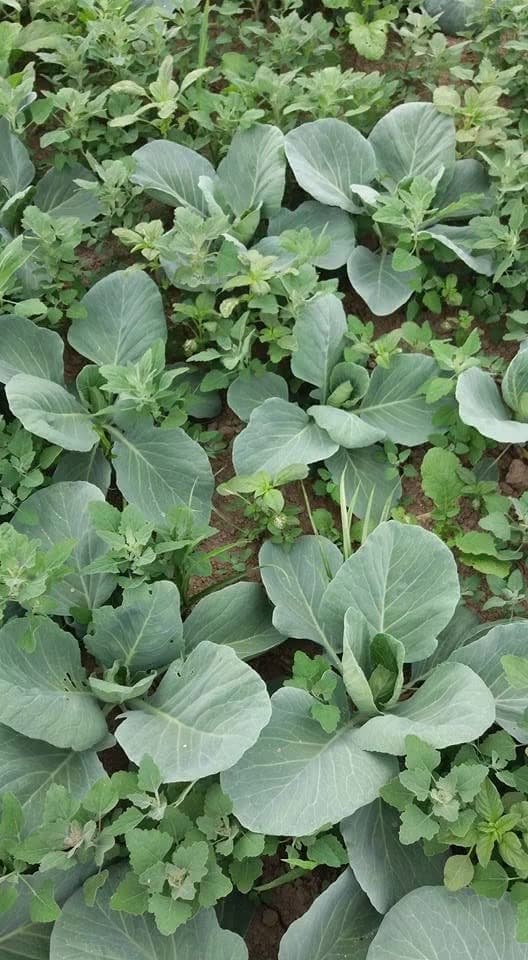 Young cabbage plants competing with weeds growing between them on Sauvie Island, Oregon