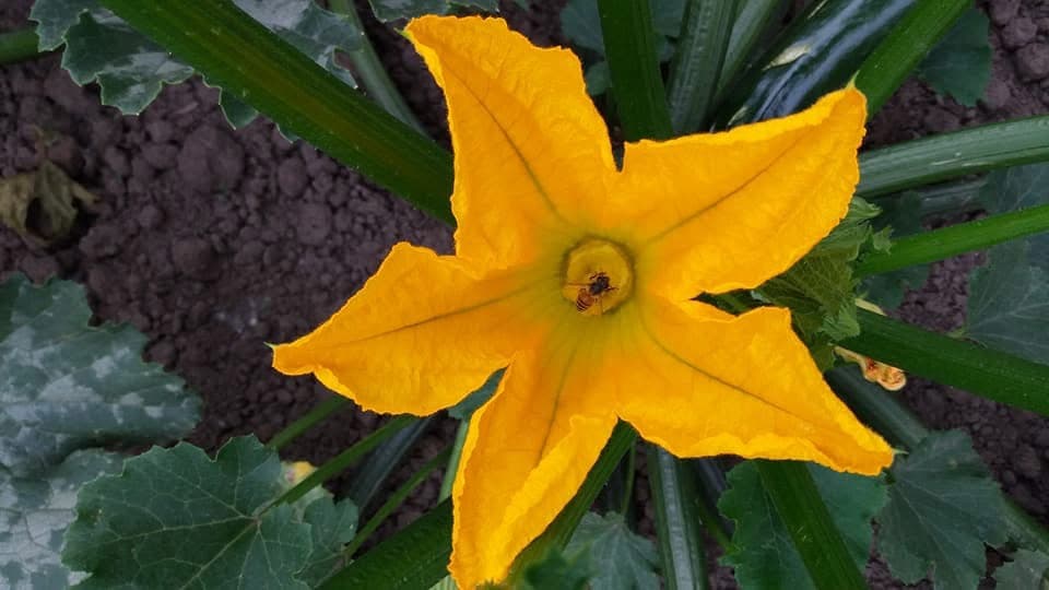A bee deep inside an open yellow squash blossom, dusted with pollen