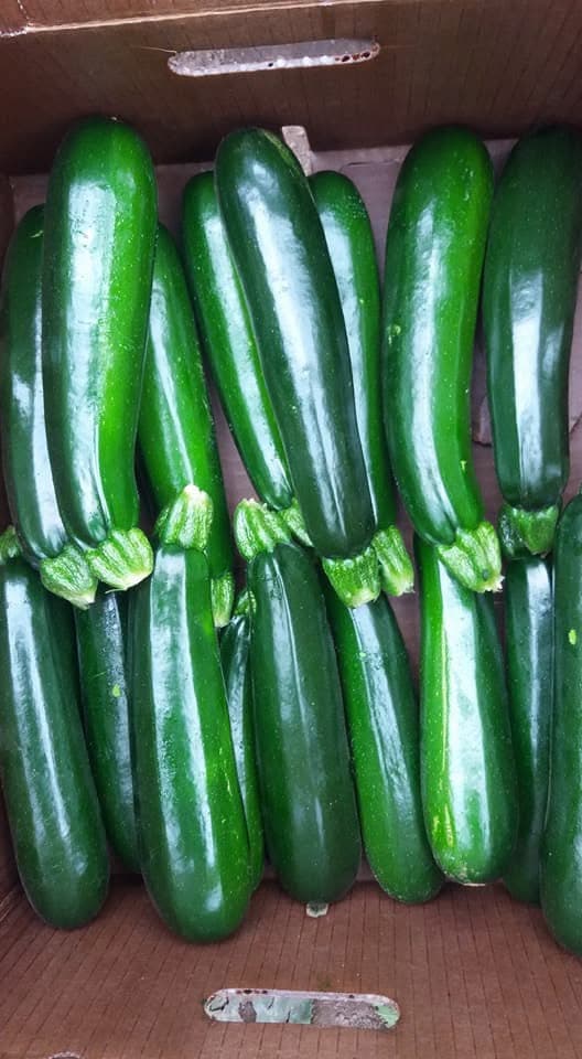 Cut zucchini boxed in the field at harvest, Sauvie Island, Oregon