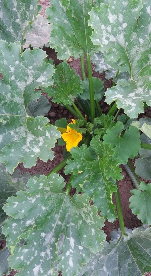 A zucchini plant seen from above, its leaves mottled with silver — a varietal marking, not a disease