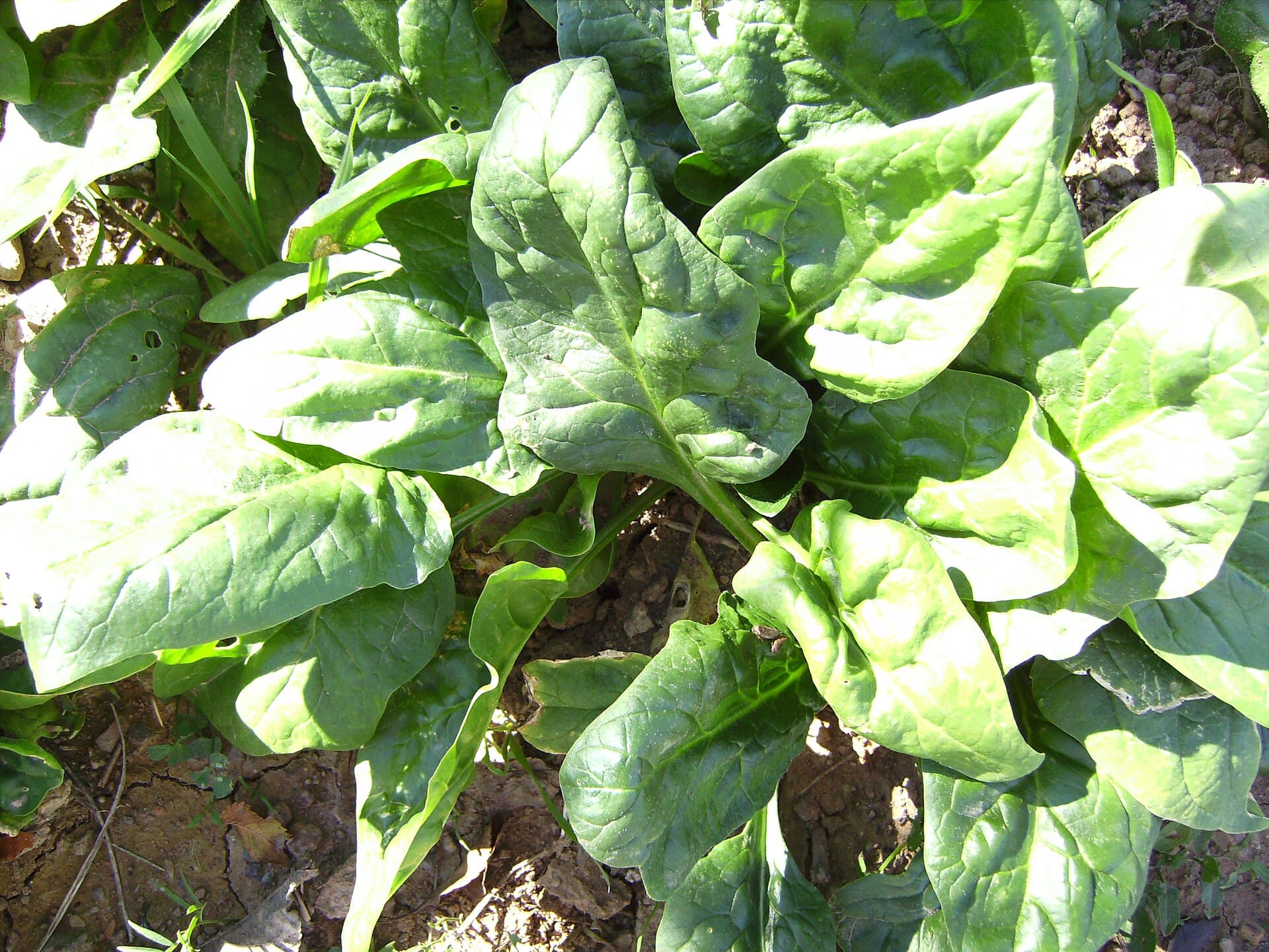 A low rosette of dark green spinach growing in bare soil in early November