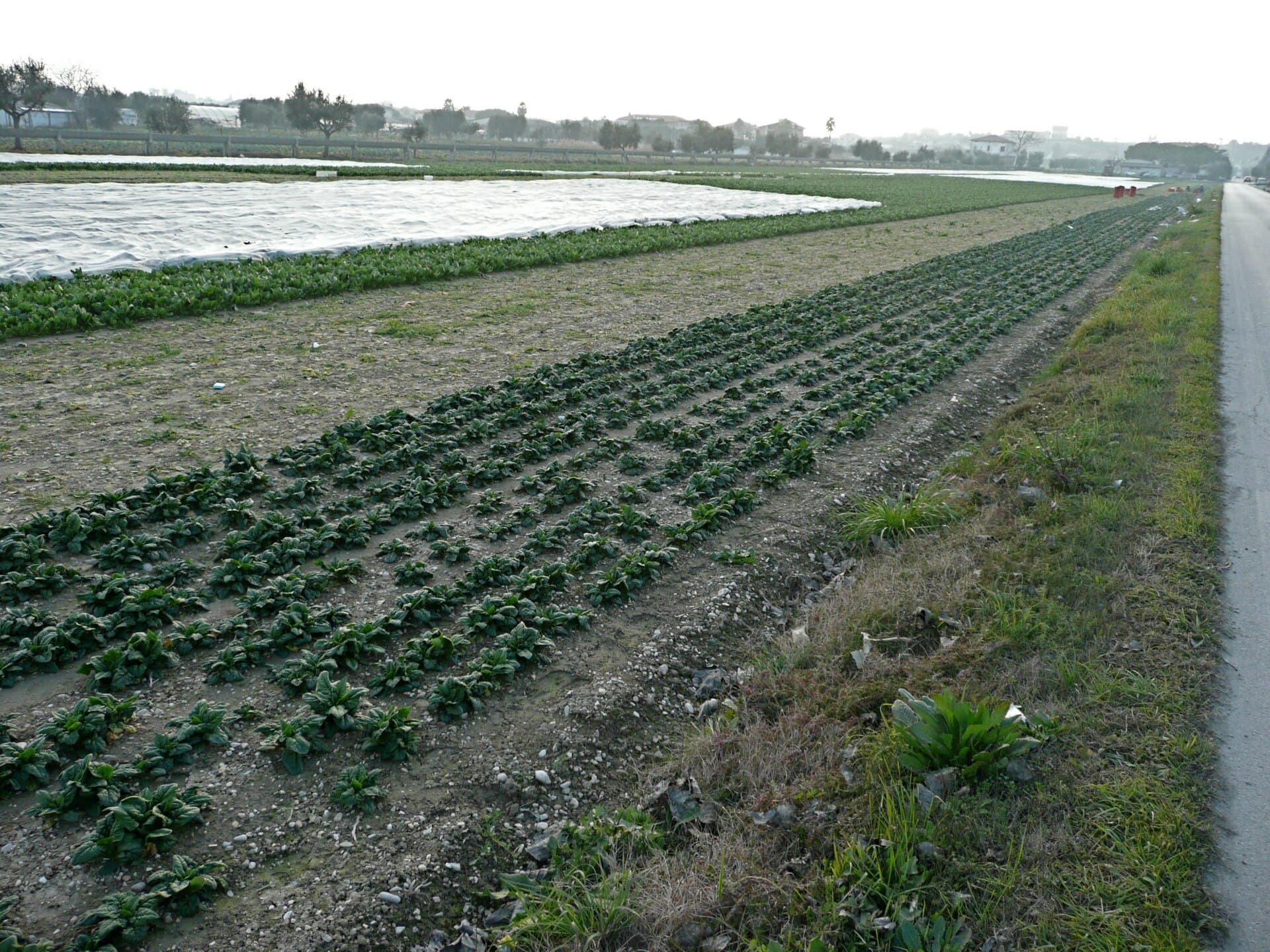 Rows of dark green spinach growing in a field, with adjacent blocks under white floating row cover