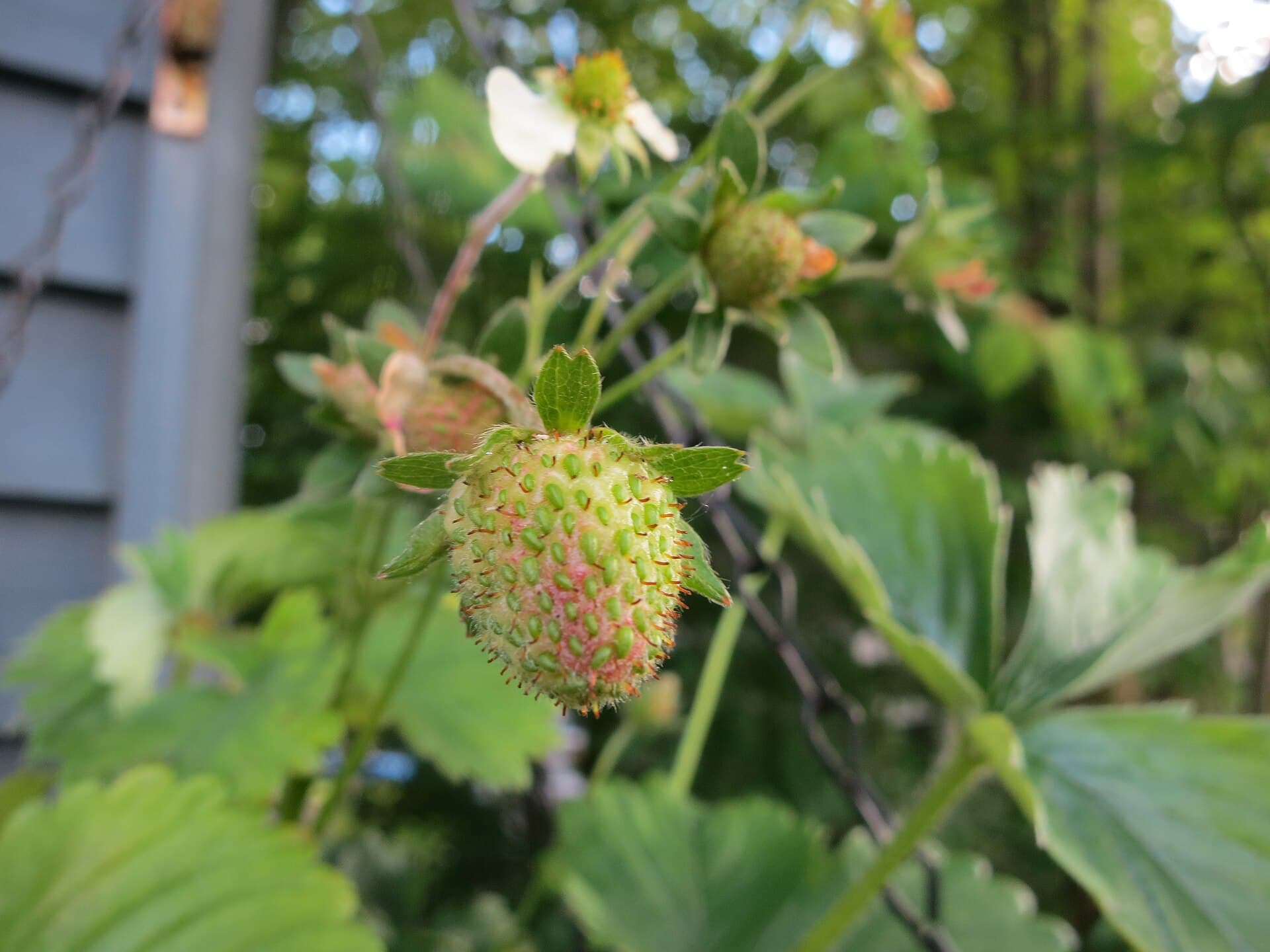 A strawberry turning from green to pink on the plant, with a white flower and further green fruit behind it