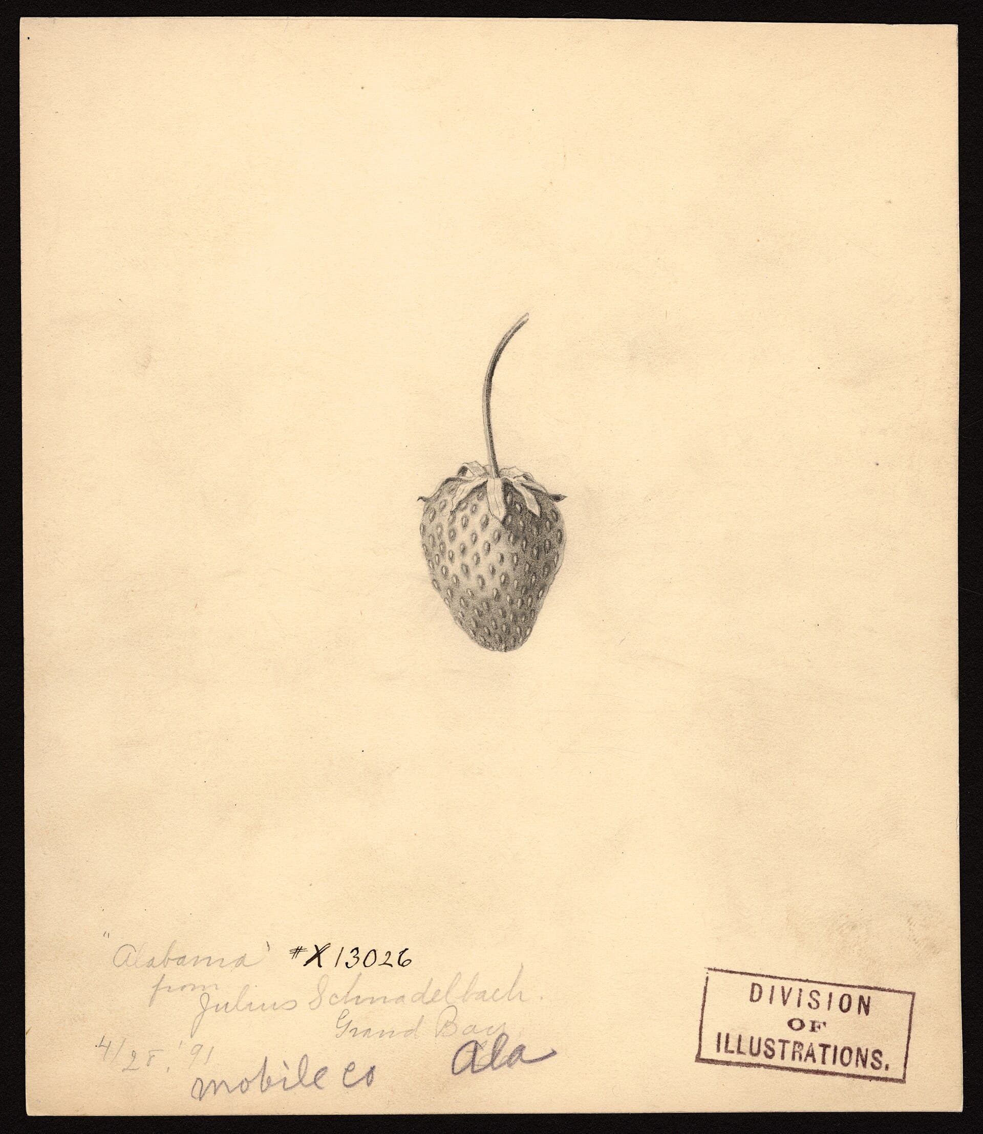 A botanical watercolour of the Alabama strawberry variety, showing three ripe red berries with leaves, painted on cream paper