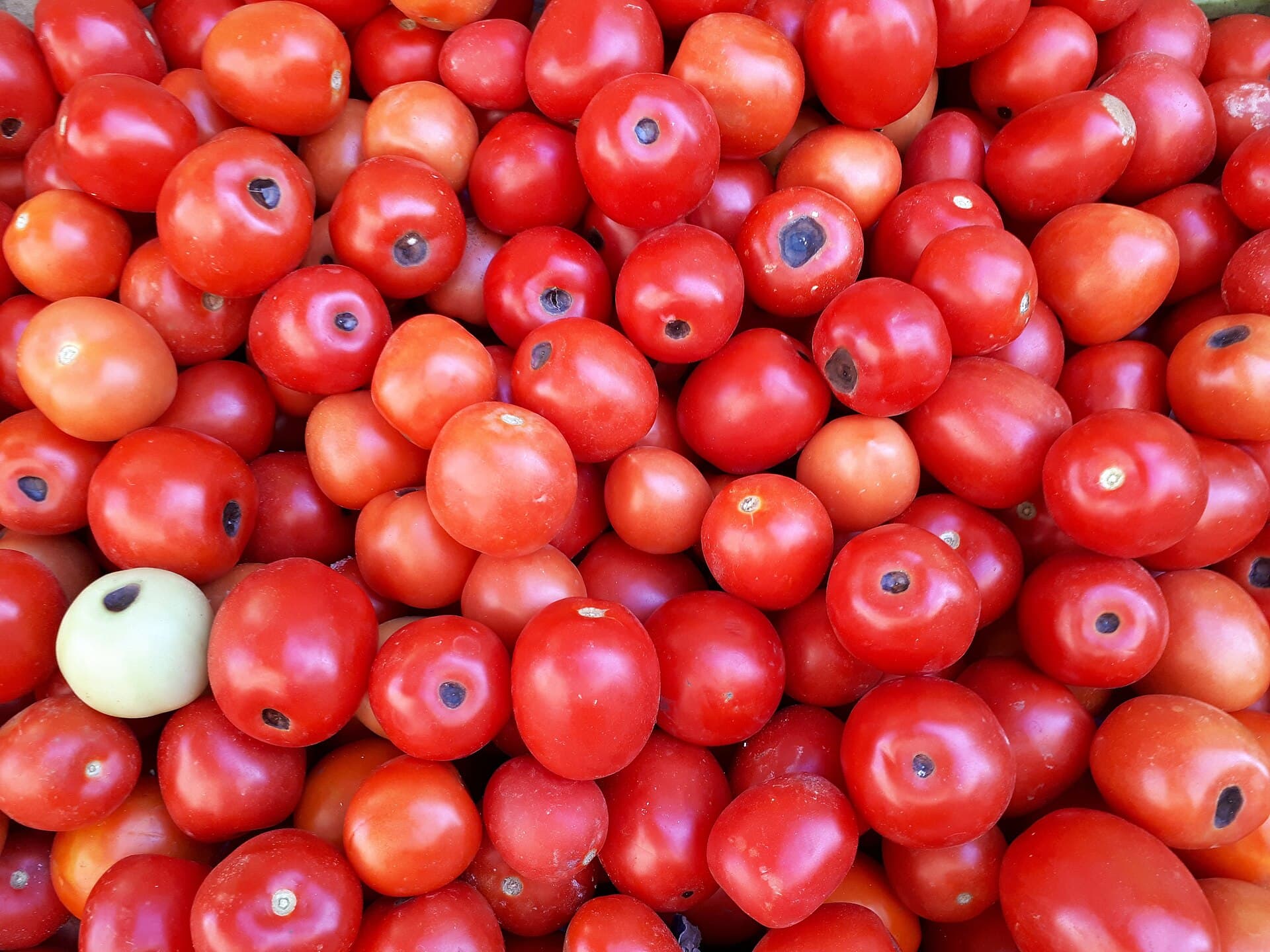 A large quantity of small red tomatoes, many with dark sunken patches at the blossom end