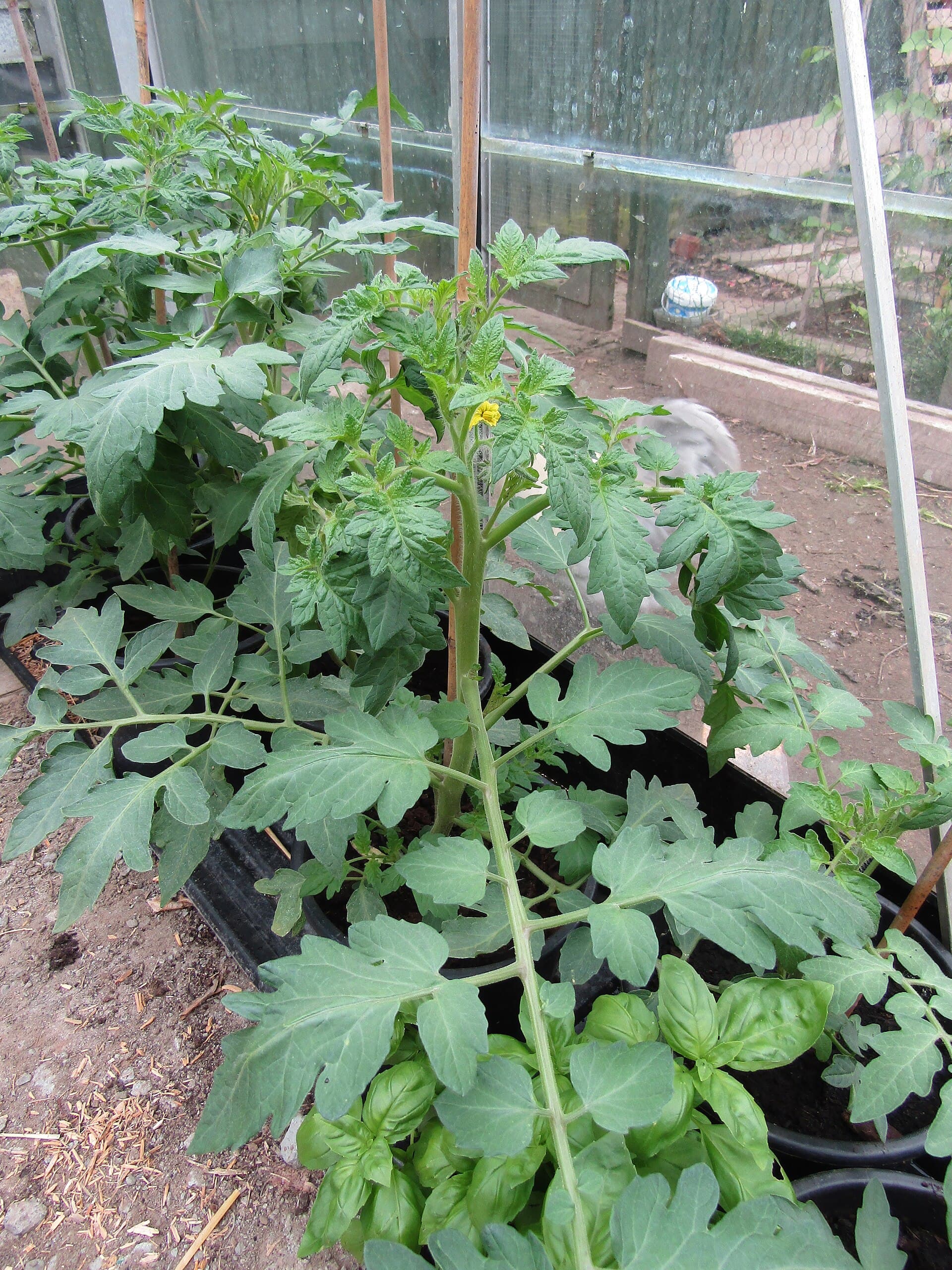 A staked tomato plant in a greenhouse with a yellow flower opening at the top and basil growing in pots beneath