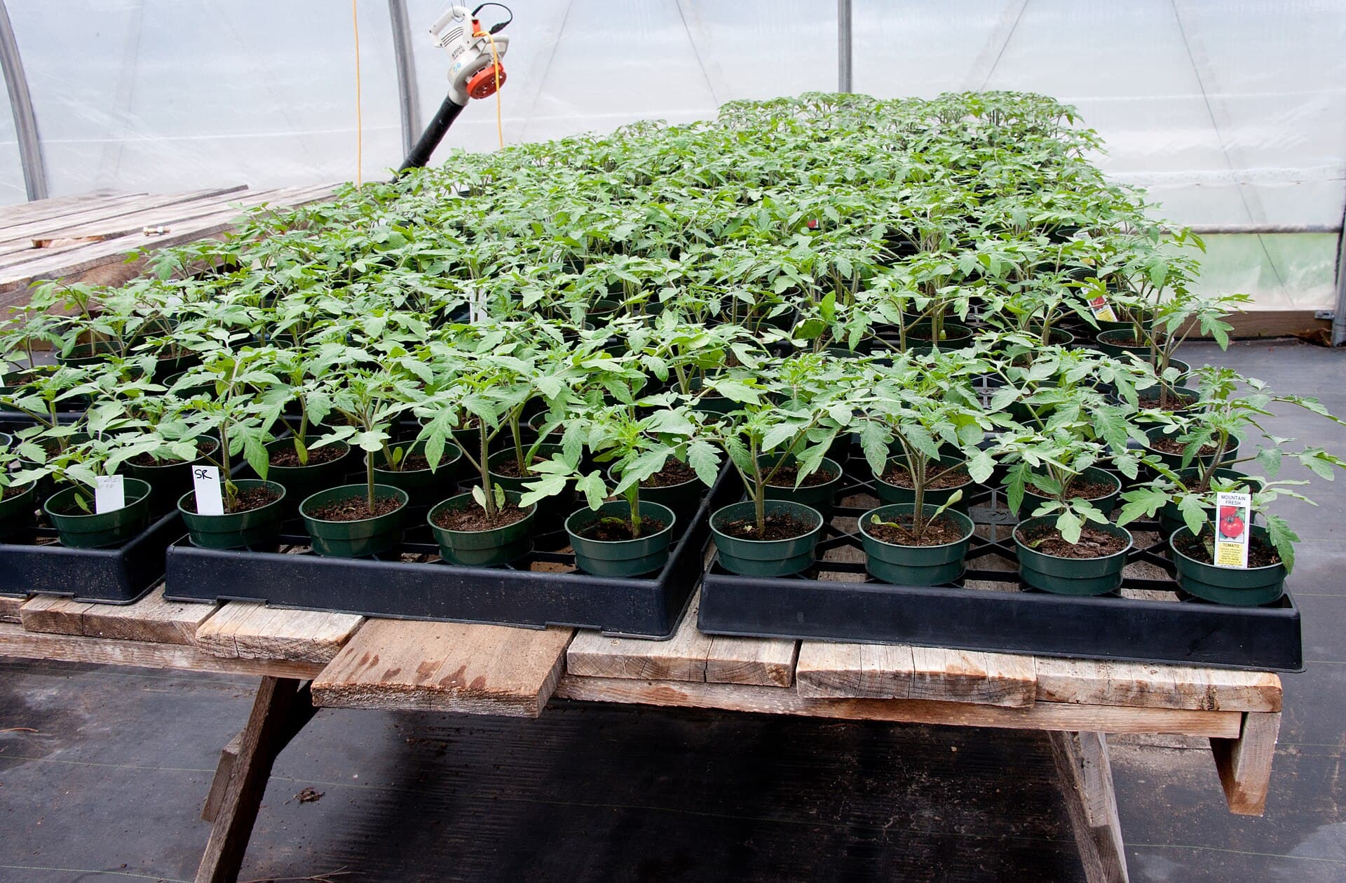 Trays of stocky tomato transplants in individual pots on a bench inside a hoop house, waiting to be planted out