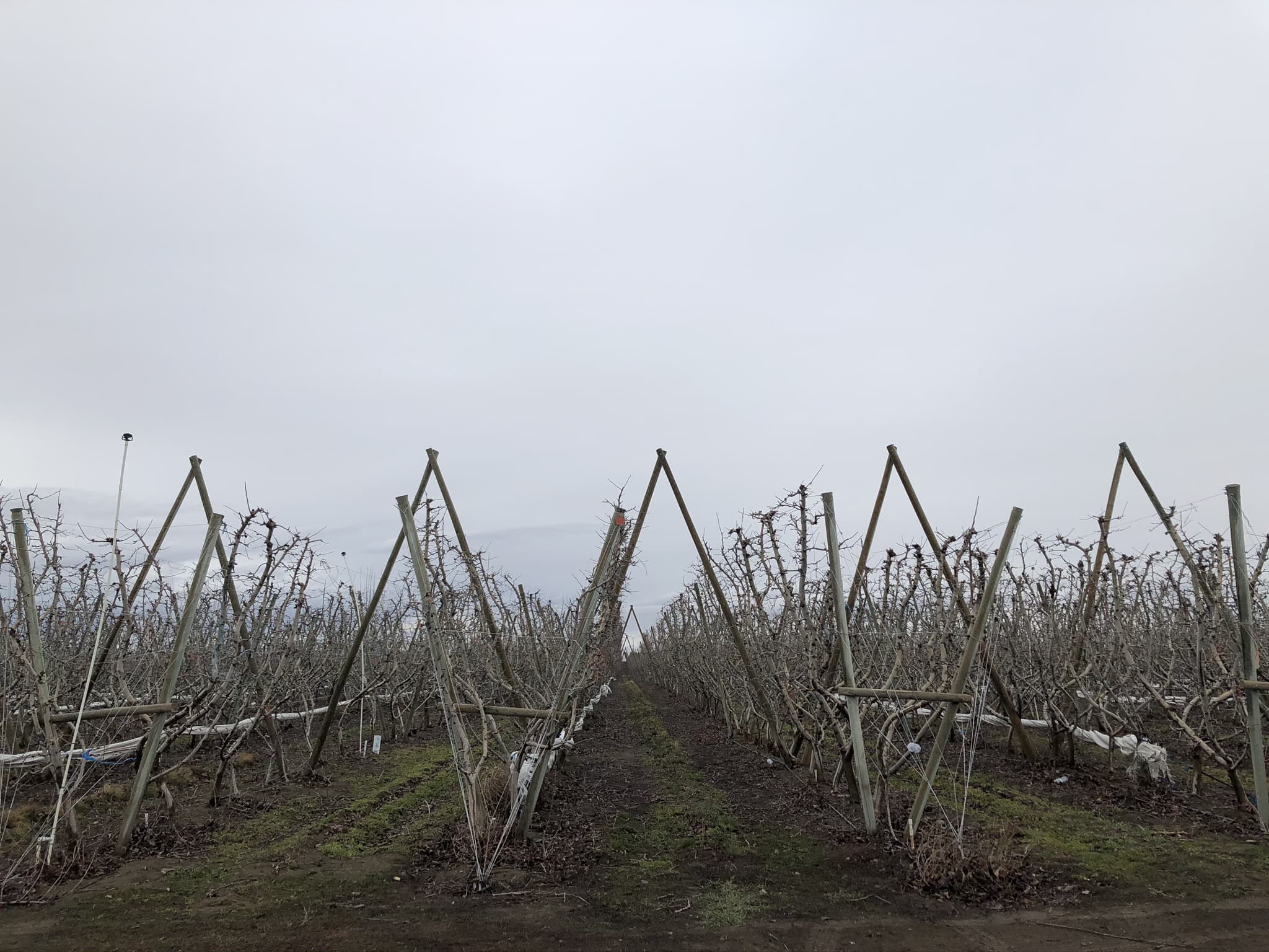 Rows of apple trees trained on angled V-trellis posts in dormant season, bare branches tied along horizontal wires under a grey sky