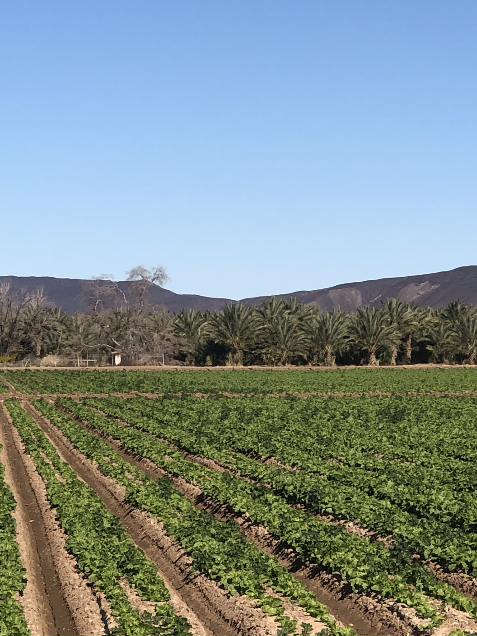 Rows of lettuce running to the horizon across a large production field